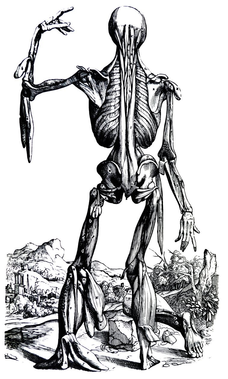 De platen uit het tweede boek van de De Humani Corporis Fabrica door Andreas Vesalius