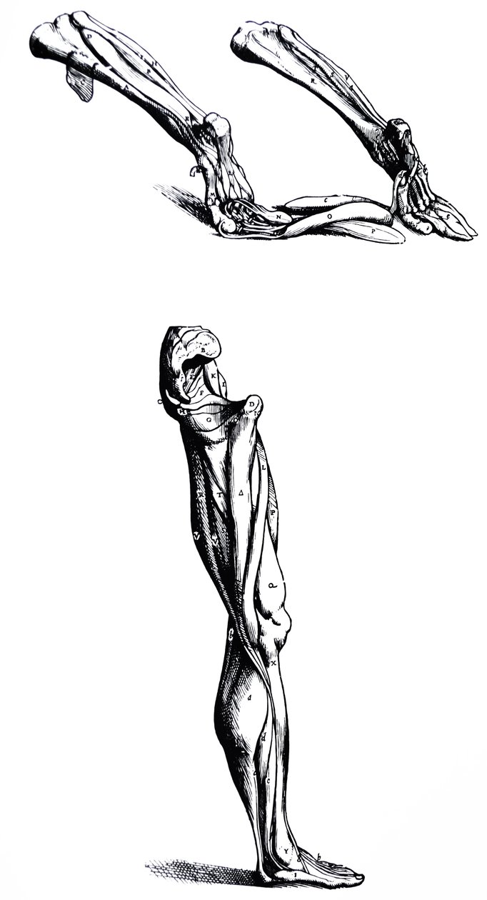 De platen uit het tweede boek van De Humani Corporis Fabrica door Andreas Vesalius
