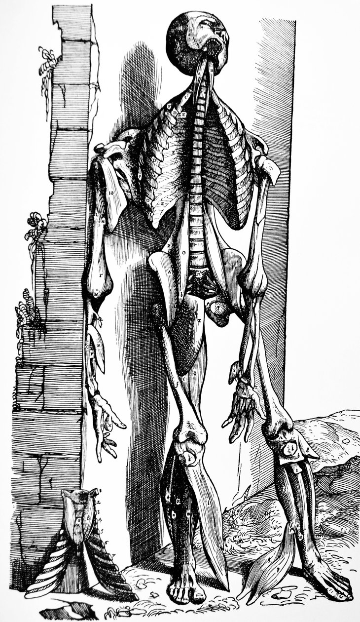De platen uit het tweede boek van de De Humani Corporis Fabrica door Andreas Vesalius