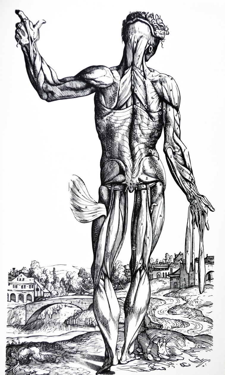 De platen uit het tweede boek van de De Humani Corporis Fabrica door Andreas Vesalius