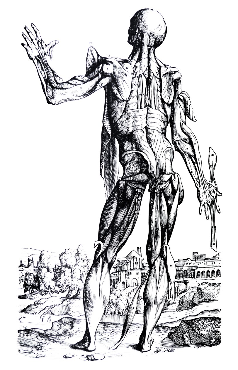 De Platen uit het Tweede Boek van de De Humani Corporis Fabrica door Andreas Vesalius
