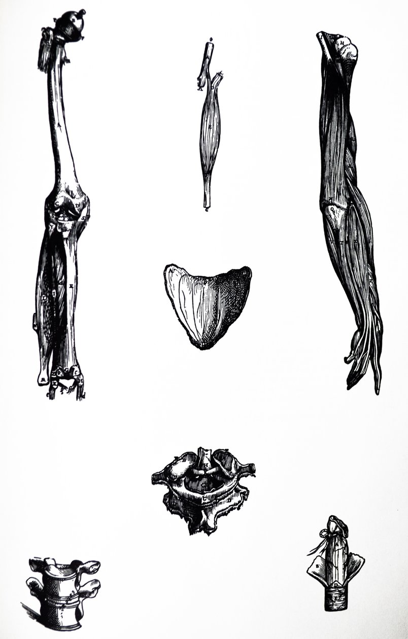De Platen uit het Tweede Boek van de De Humani Corporis Fabrica door Andreas Vesalius