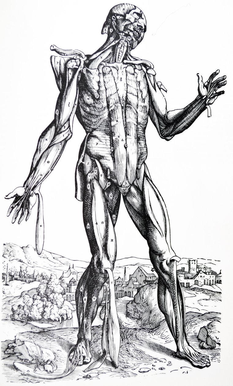 De platen uit het tweede boek van de De Humani Corporis Fabrica door Andreas Vesalius