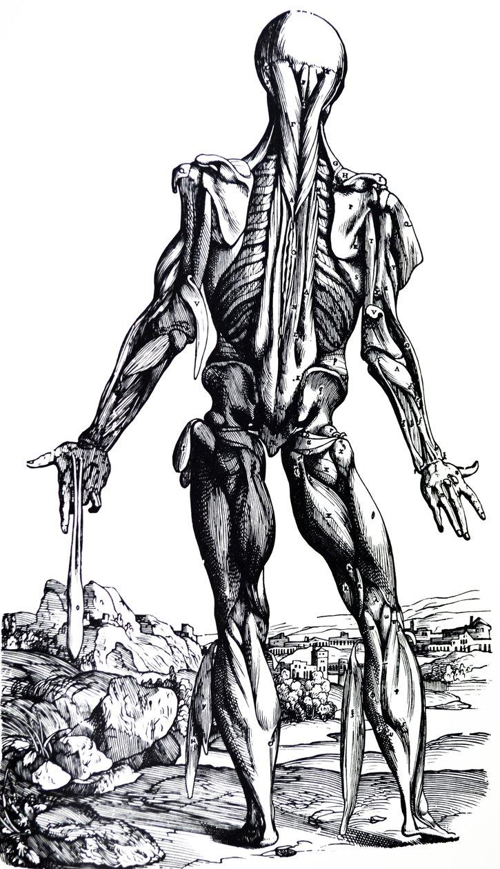 De Platen uit het Tweede Boek van de De Humani Corporis Fabrica door Andreas Vesalius