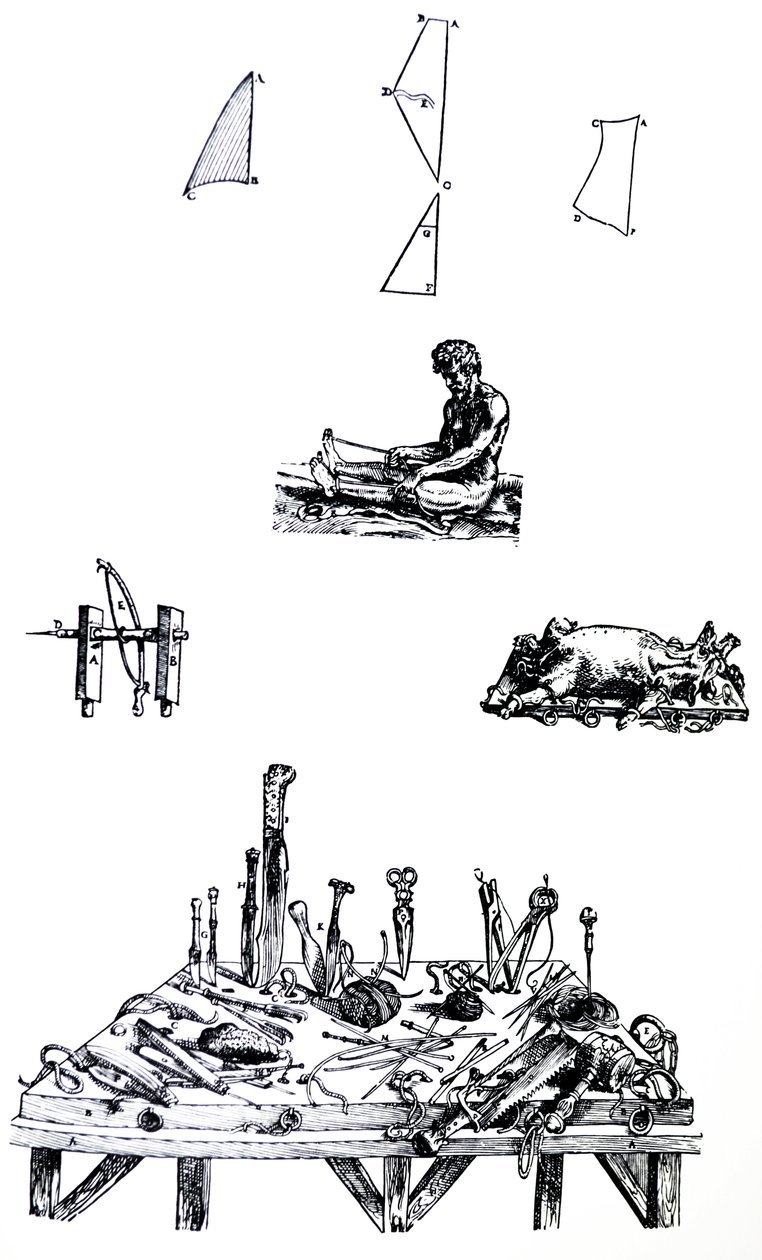 De Platen uit het Tweede Boek van de De Humani Corporis Fabrica door Andreas Vesalius