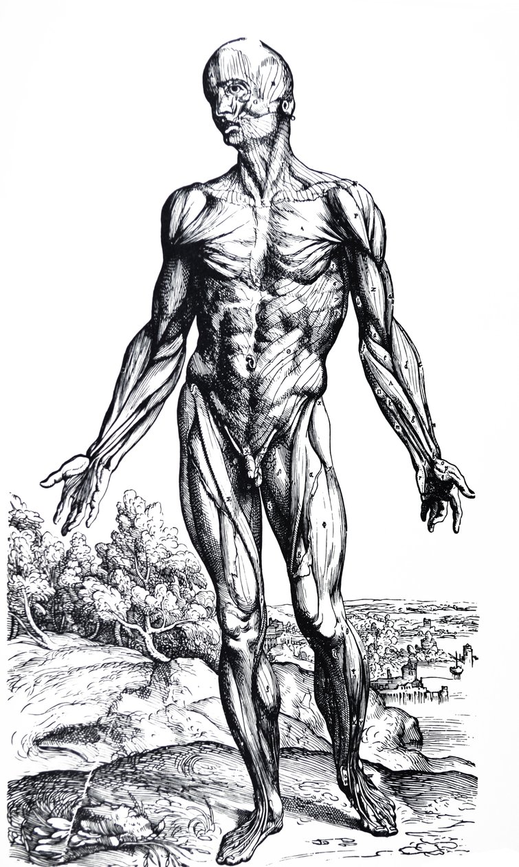 De Platen uit het Tweede Boek van de De Humani Corporis Fabrica door Andreas Vesalius