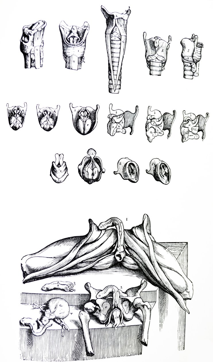 De Platen uit het Tweede Boek van de De Humani Corporis Fabrica door Andreas Vesalius
