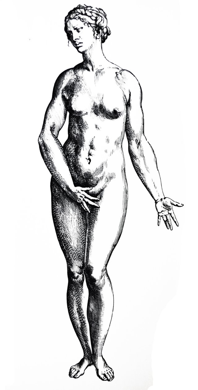 De platen uit het zevende boek van de De Humani Corporis Fabrica door Andreas Vesalius