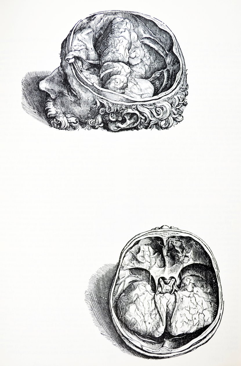 De Platen uit het Zevende Boek van de De Humani Corporis Fabrica door Andreas Vesalius