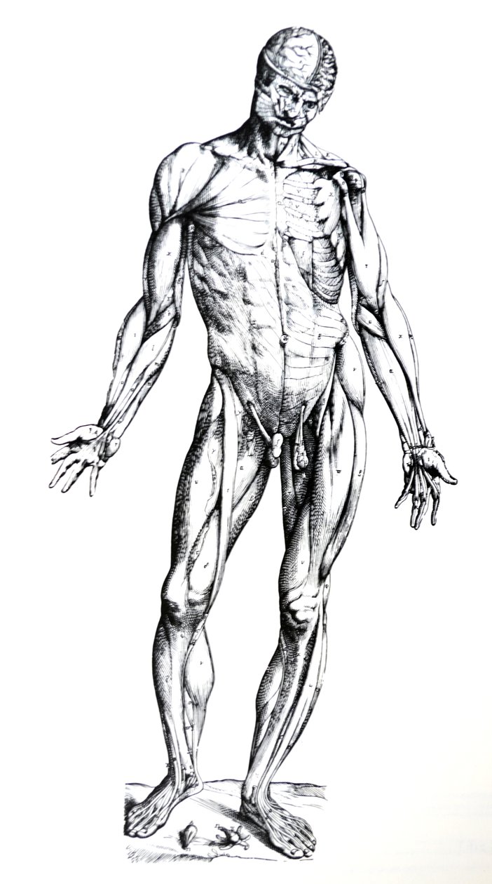 De platen uit het zevende boek van de De Humani Corporis Fabrica door Andreas Vesalius