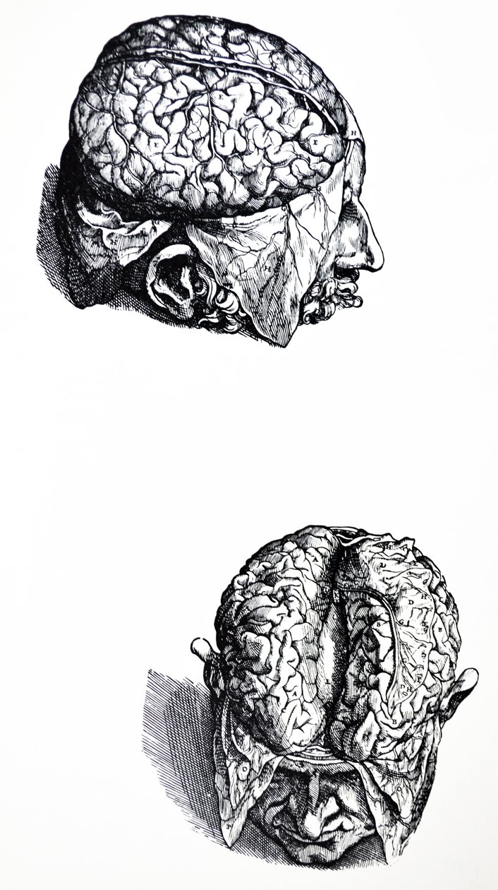 De platen uit het zevende boek van de De Humani Corporis Fabrica door Andreas Vesalius