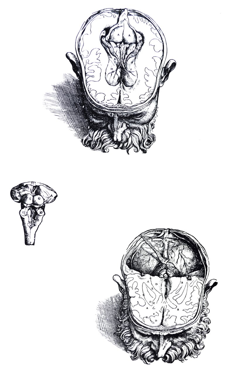 De platen uit het zevende boek van de De Humani Corporis Fabrica door Andreas Vesalius