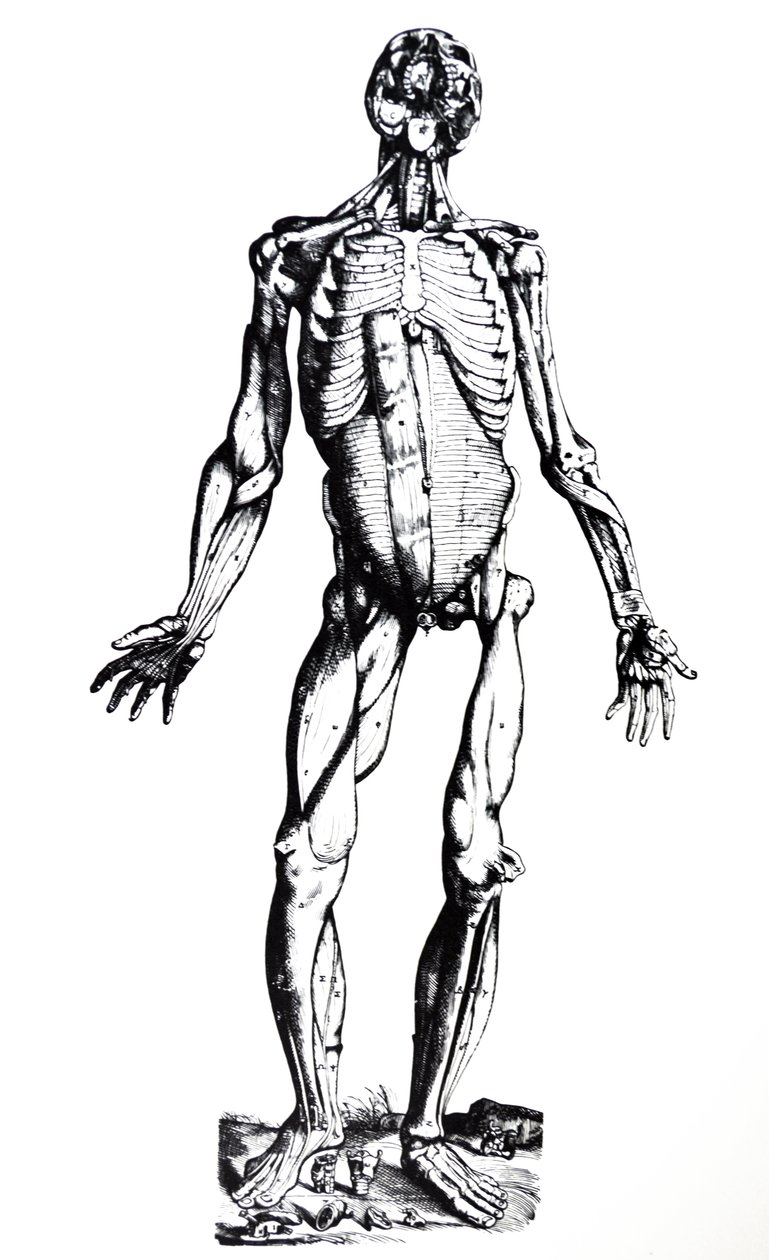 De platen uit het zevende boek van de De Humani Corporis Fabrica door Andreas Vesalius