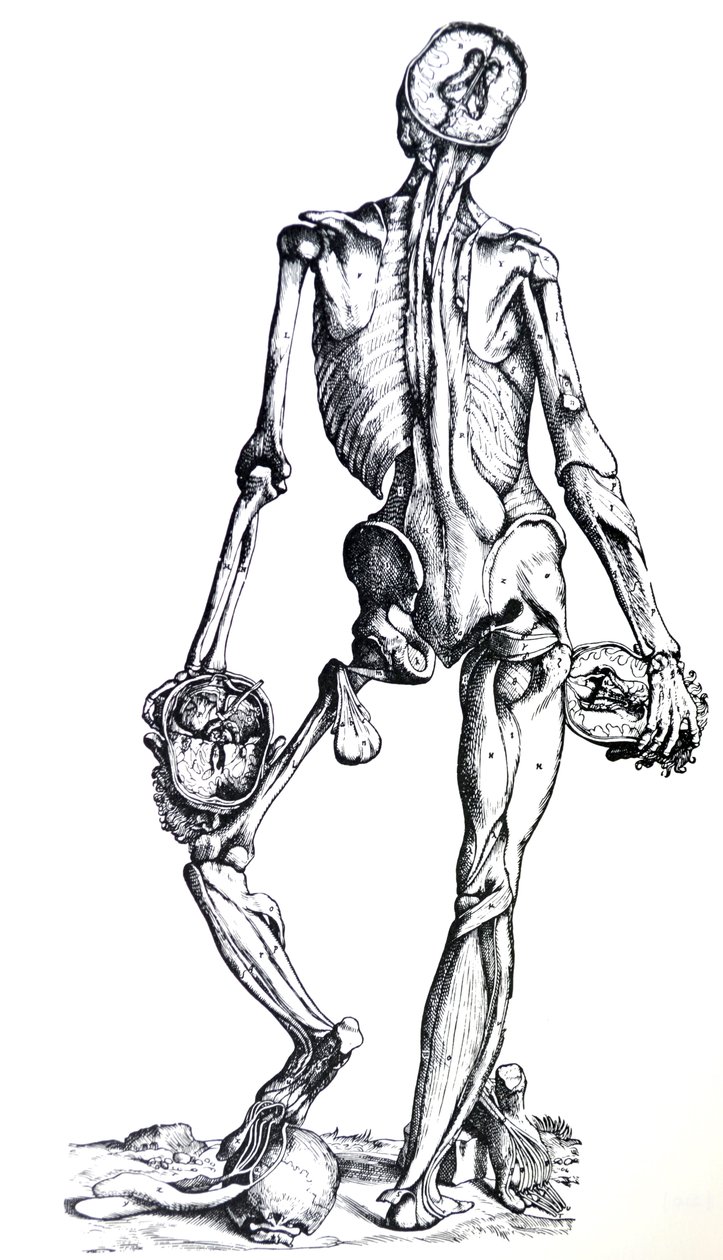 De Platen uit het Zevende Boek van de De Humani Corporis Fabrica door Andreas Vesalius