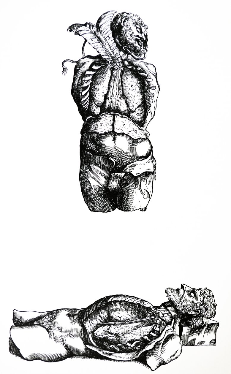 De platen uit het zesde boek van de De Humani Corporis Fabrica door Andreas Vesalius