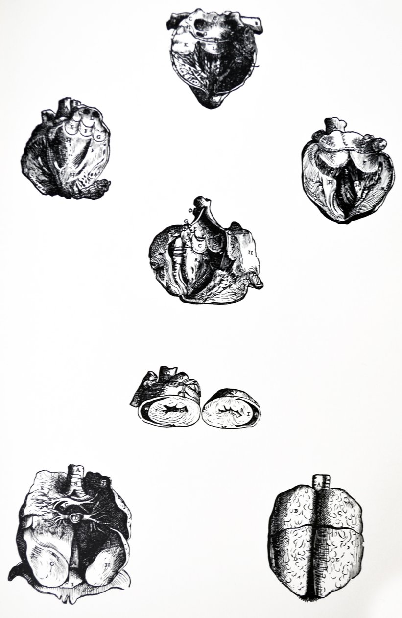 De platen uit het zesde boek van de De Humani Corporis Fabrica door Andreas Vesalius