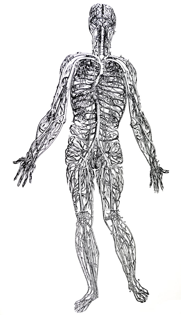 De Platen uit het Derde Boek van de De Humani Corporis Fabrica door Andreas Vesalius