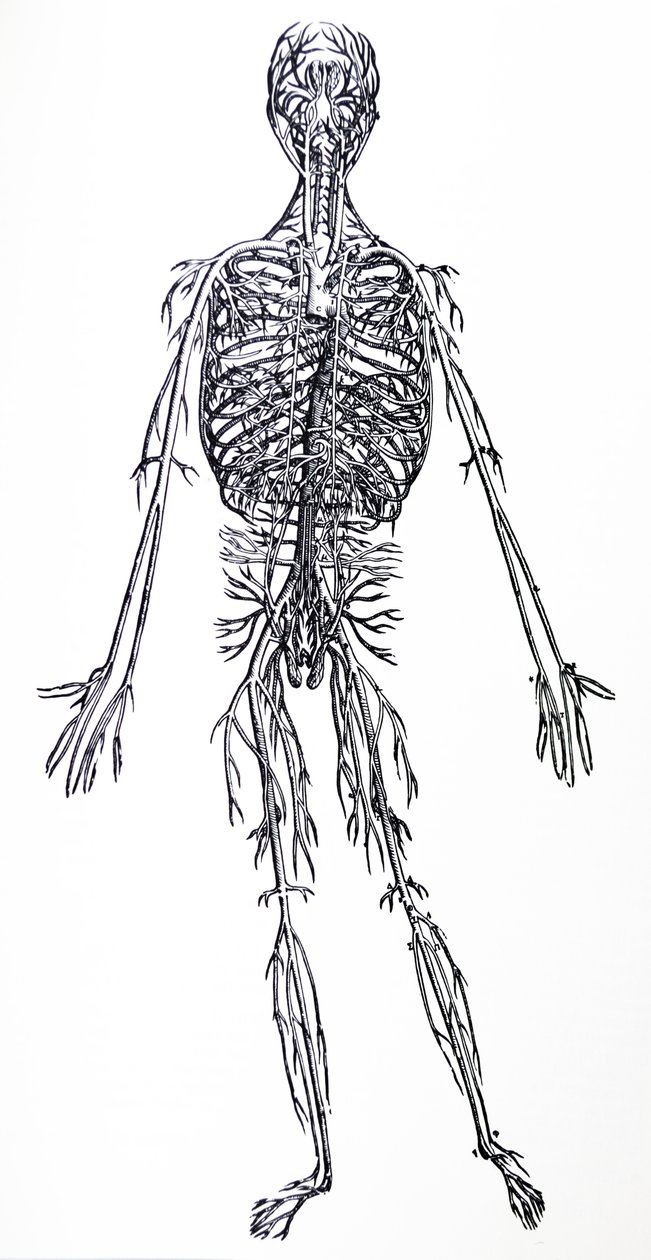De Platen uit het Derde Boek van de De Humani Corporis Fabrica door Andreas Vesalius