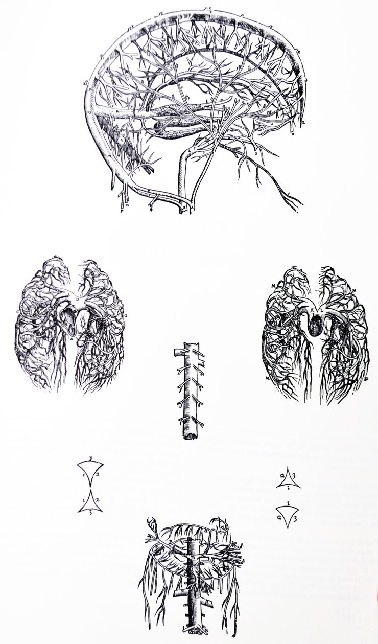 De Platen uit het Derde Boek van de De Humani Corporis Fabrica door Andreas Vesalius