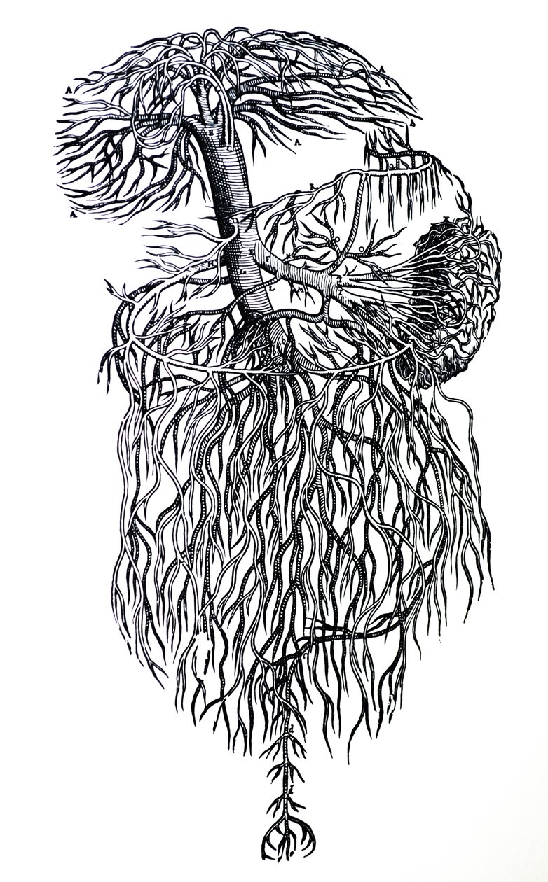 De platen uit het derde boek van de De Humani Corporis Fabrica door Andreas Vesalius