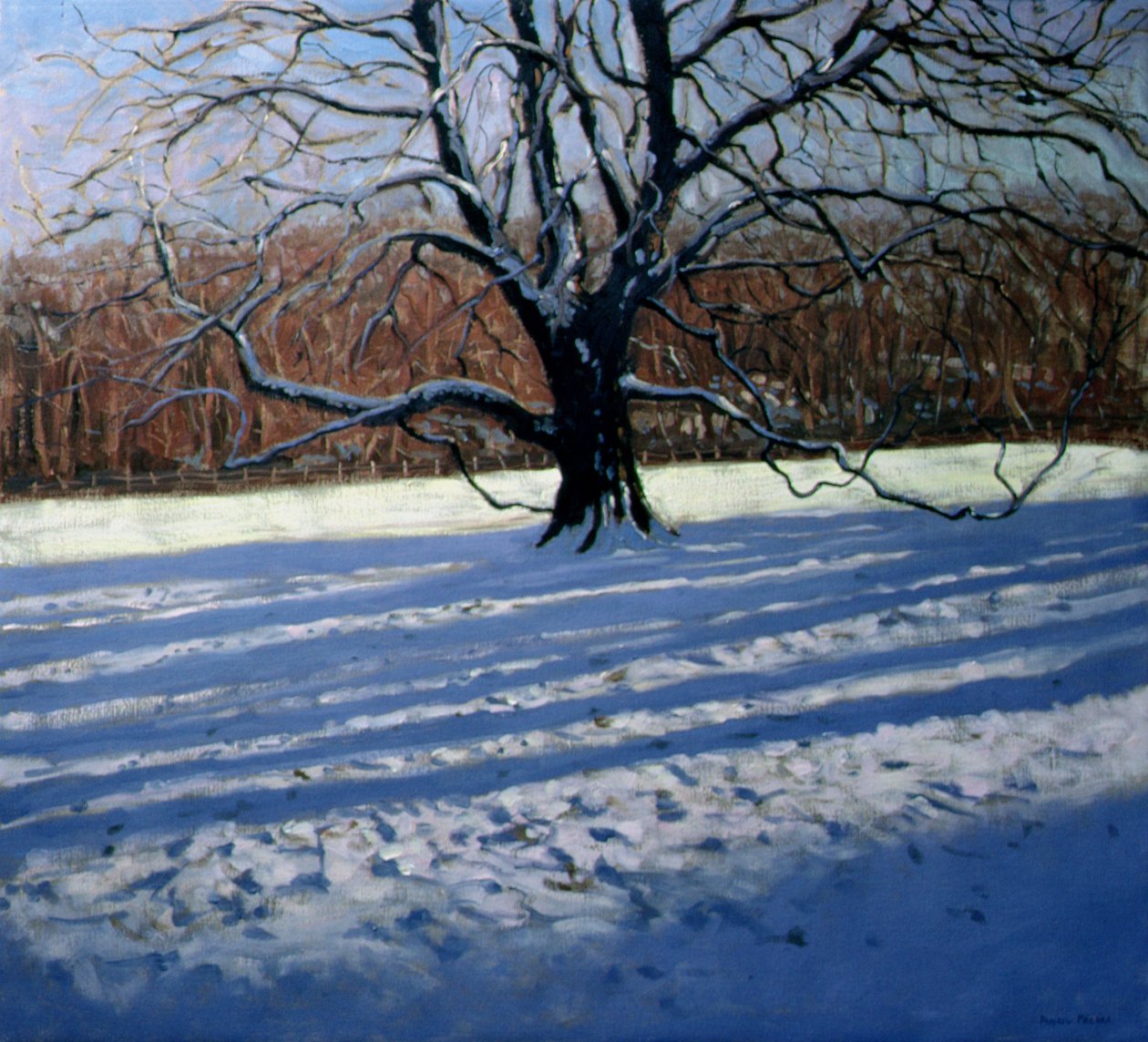 Grote boom, sneeuw, Calke Abbey door Andrew Macara