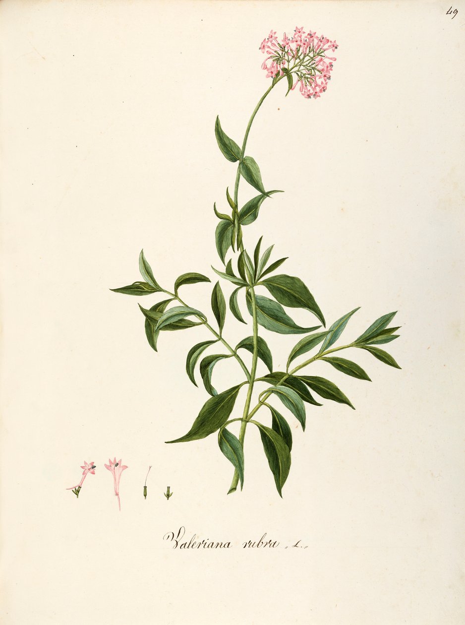 Valeriaan, Rode Valeriaan (Centranthus ruber), Kruidachtige vaste plant voor bloembedden of rotstuinen, spontaan in Italië door Angela Rossi Bottione