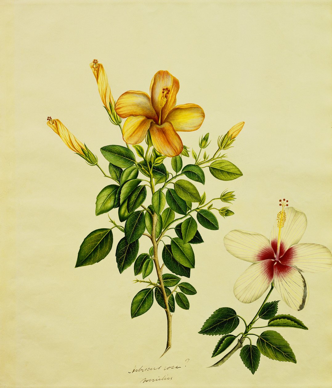 Studies van Hibiscus, een Aloë en Anderen, ca. 1840 door Anglo-Indian School