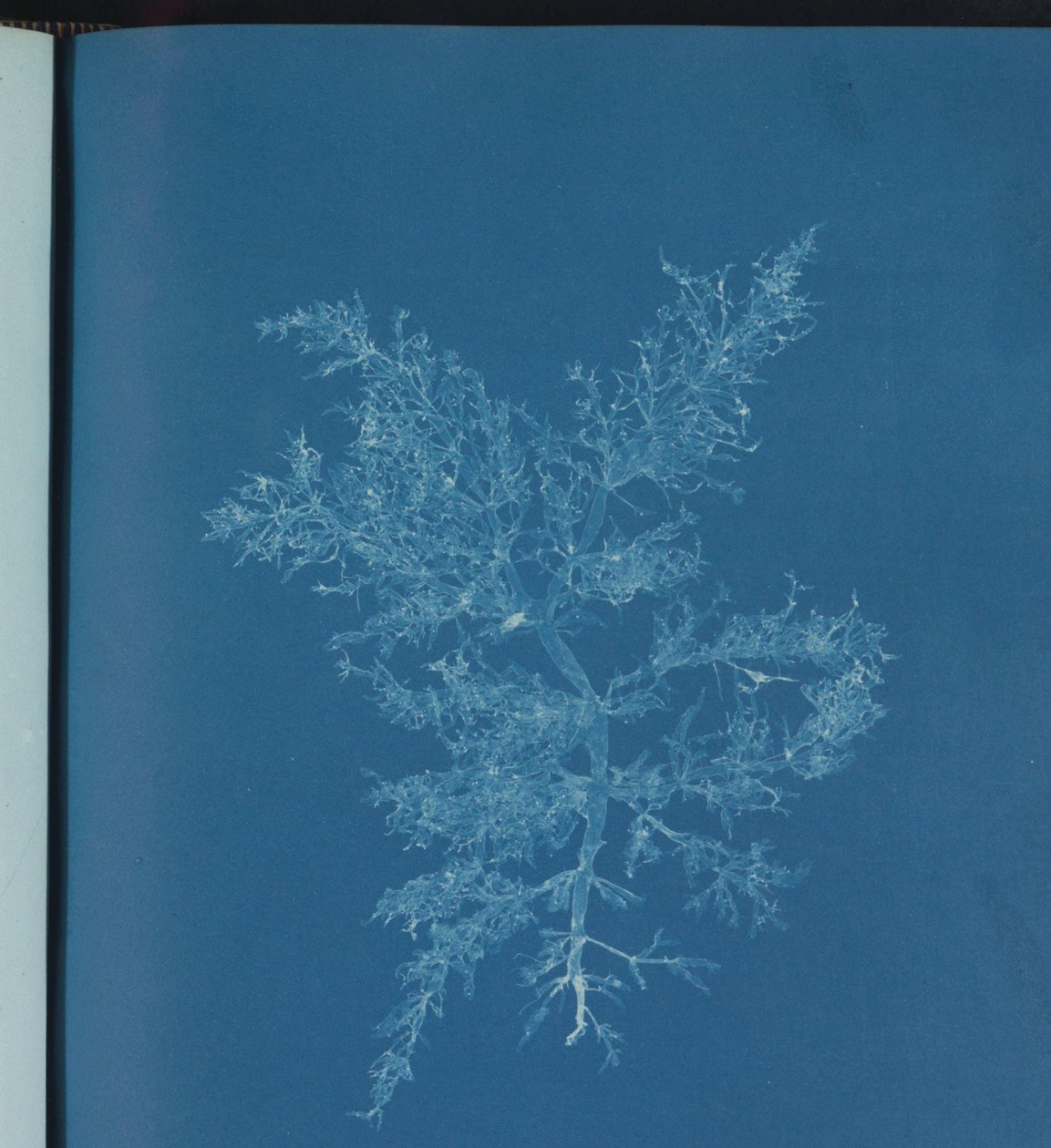 Chylocladia kaliformis door Anna Atkins