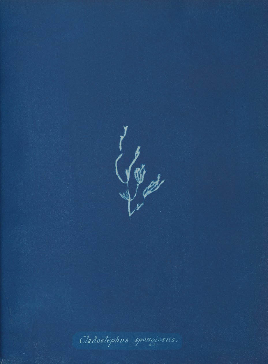 Cladostephus spongiosus door Anna Atkins
