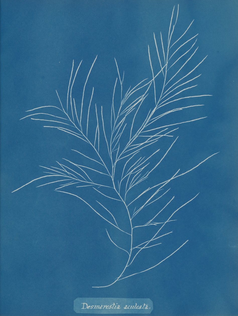 Desmarestia aculeata, ca. 1853 door Anna Atkins
