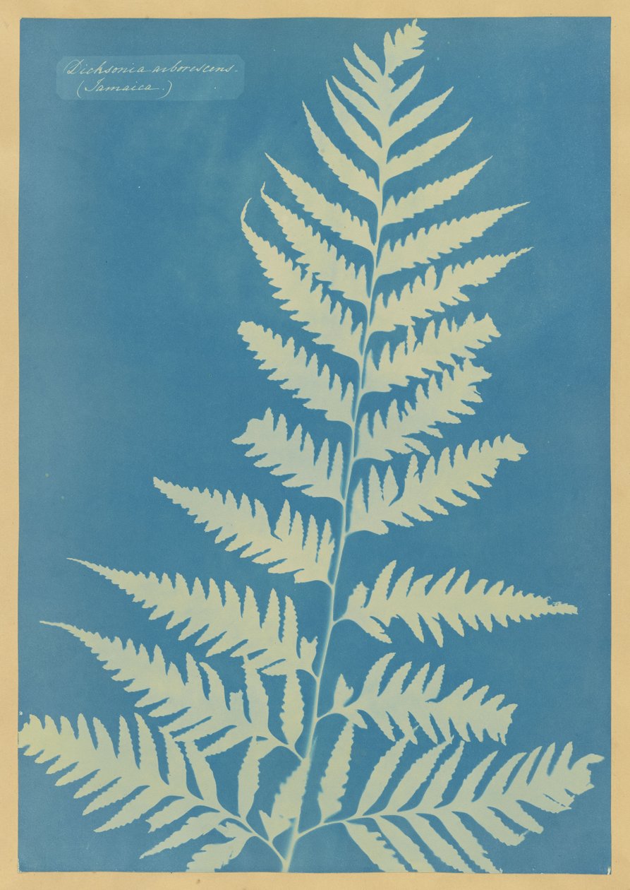 Dicksonia arborescens, Jamaica door Anna Atkins