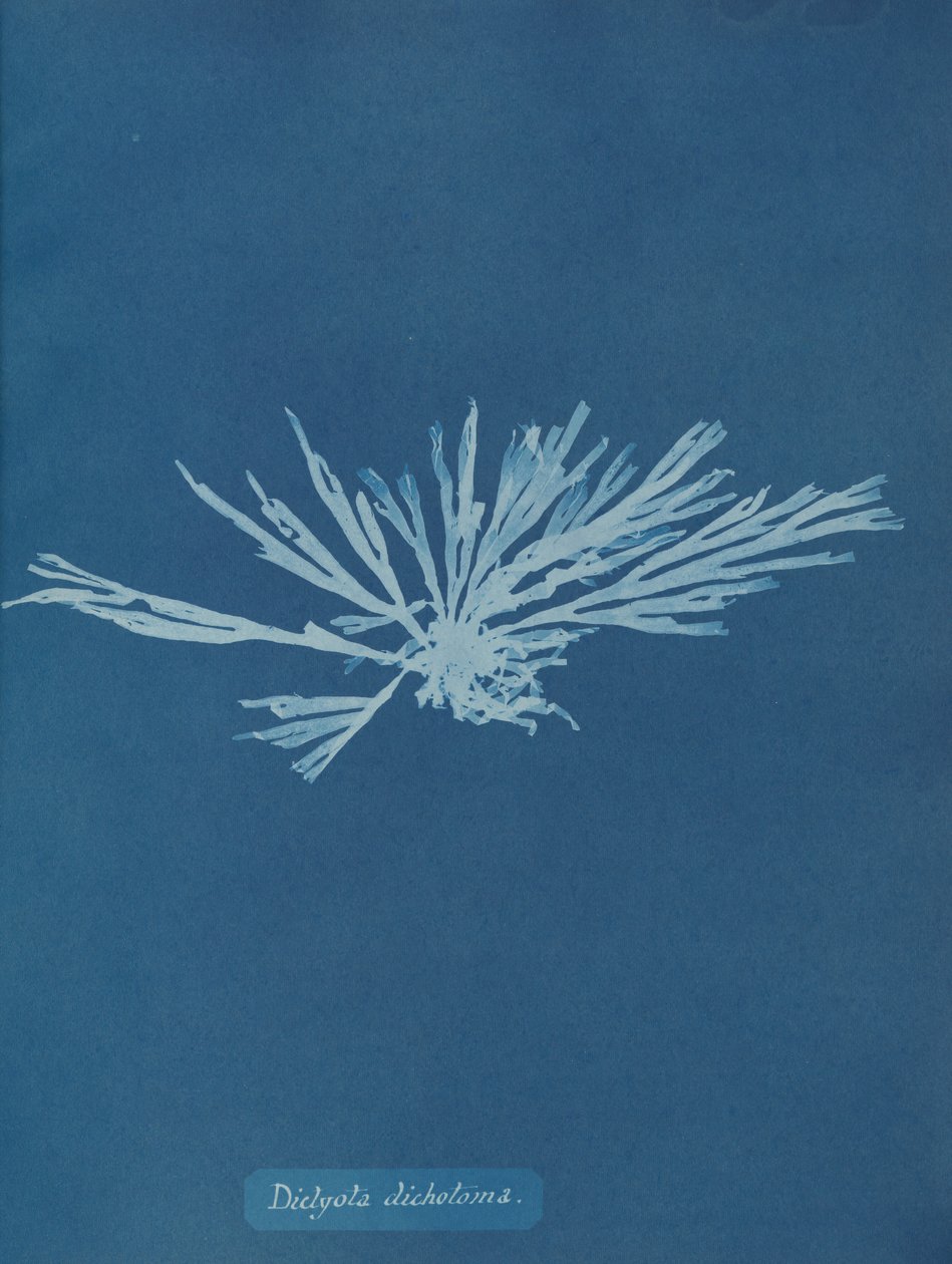 Dictyota dichotoma, ca. 1853 door Anna Atkins