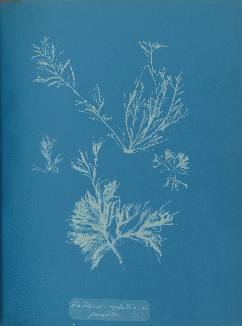 Exillaria crystallinum parasitair, ca. 1853 door Anna Atkins