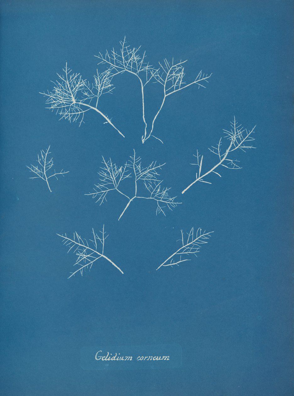 Gelidium corneum, ca. 1853 door Anna Atkins
