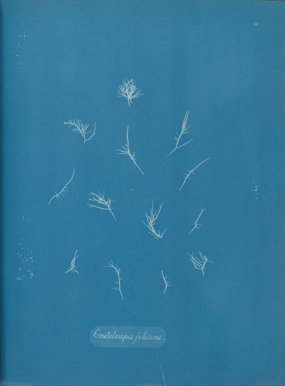 Grateloupia filicina, ca. 1853 door Anna Atkins