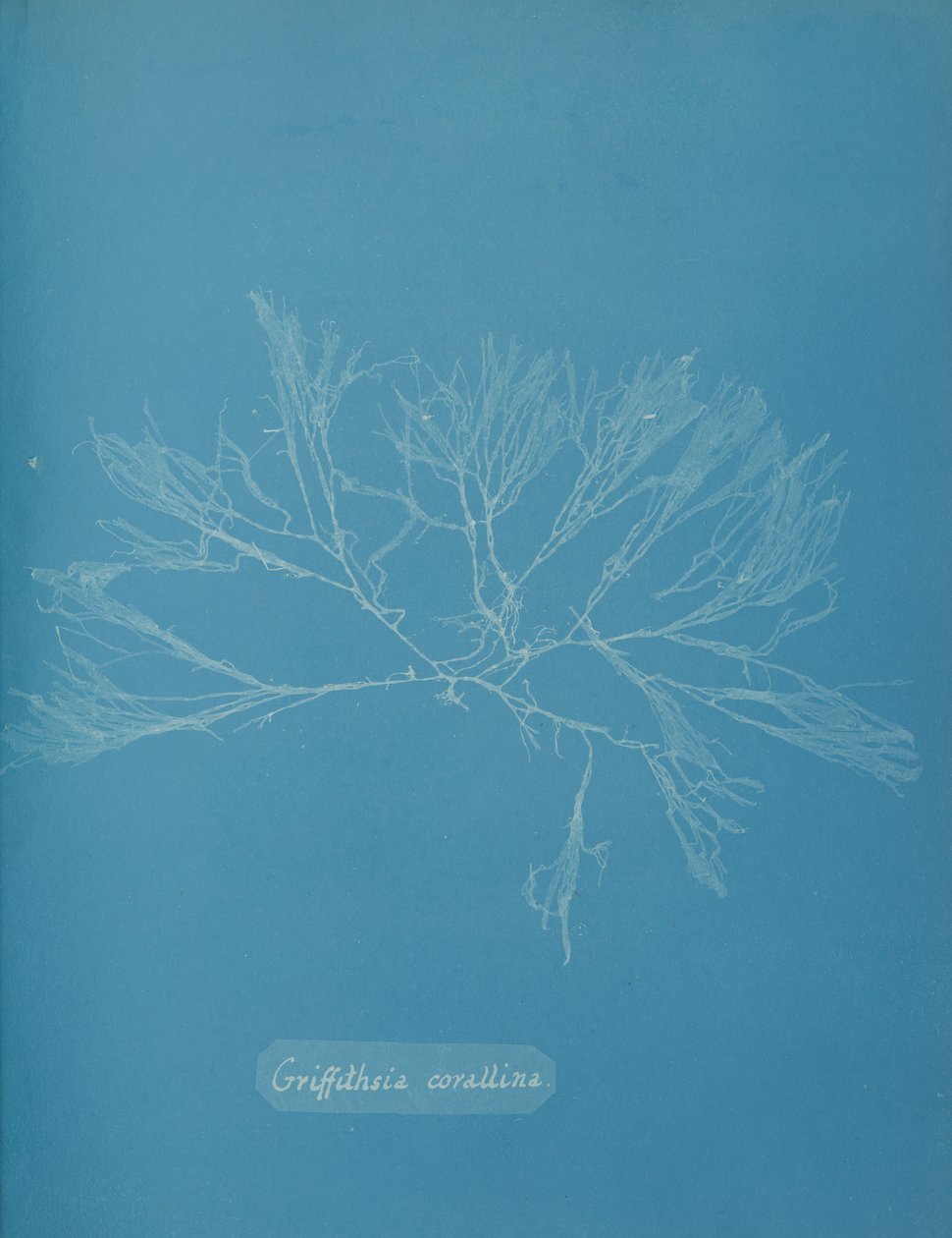 Griffithsia corallina, ca. 1853 door Anna Atkins