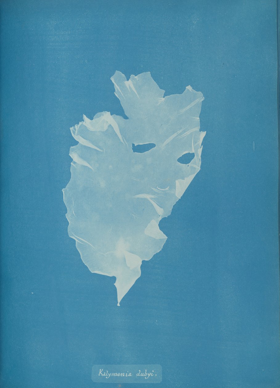 Kalymenia dubyi door Anna Atkins