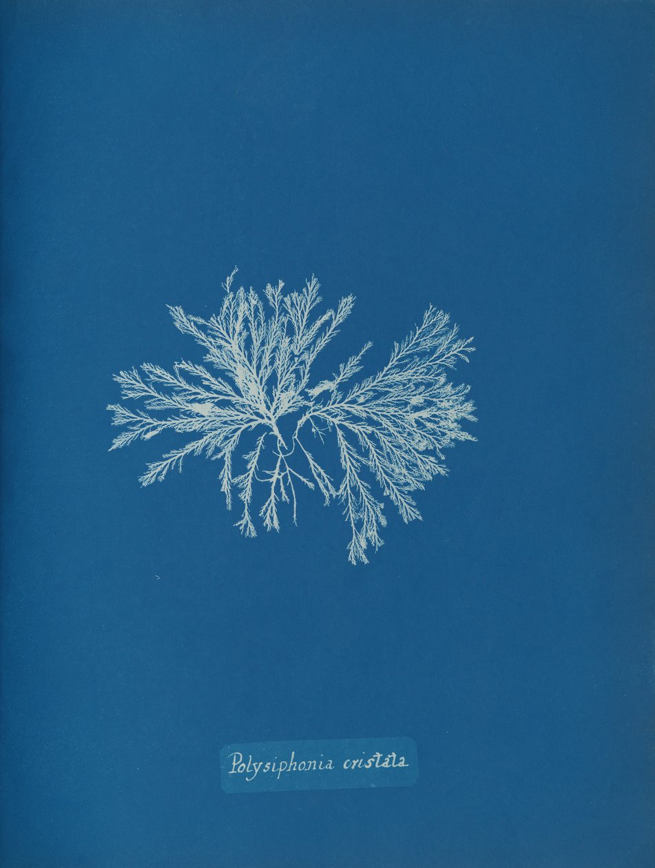 Polysiphonia cristata door Anna Atkins