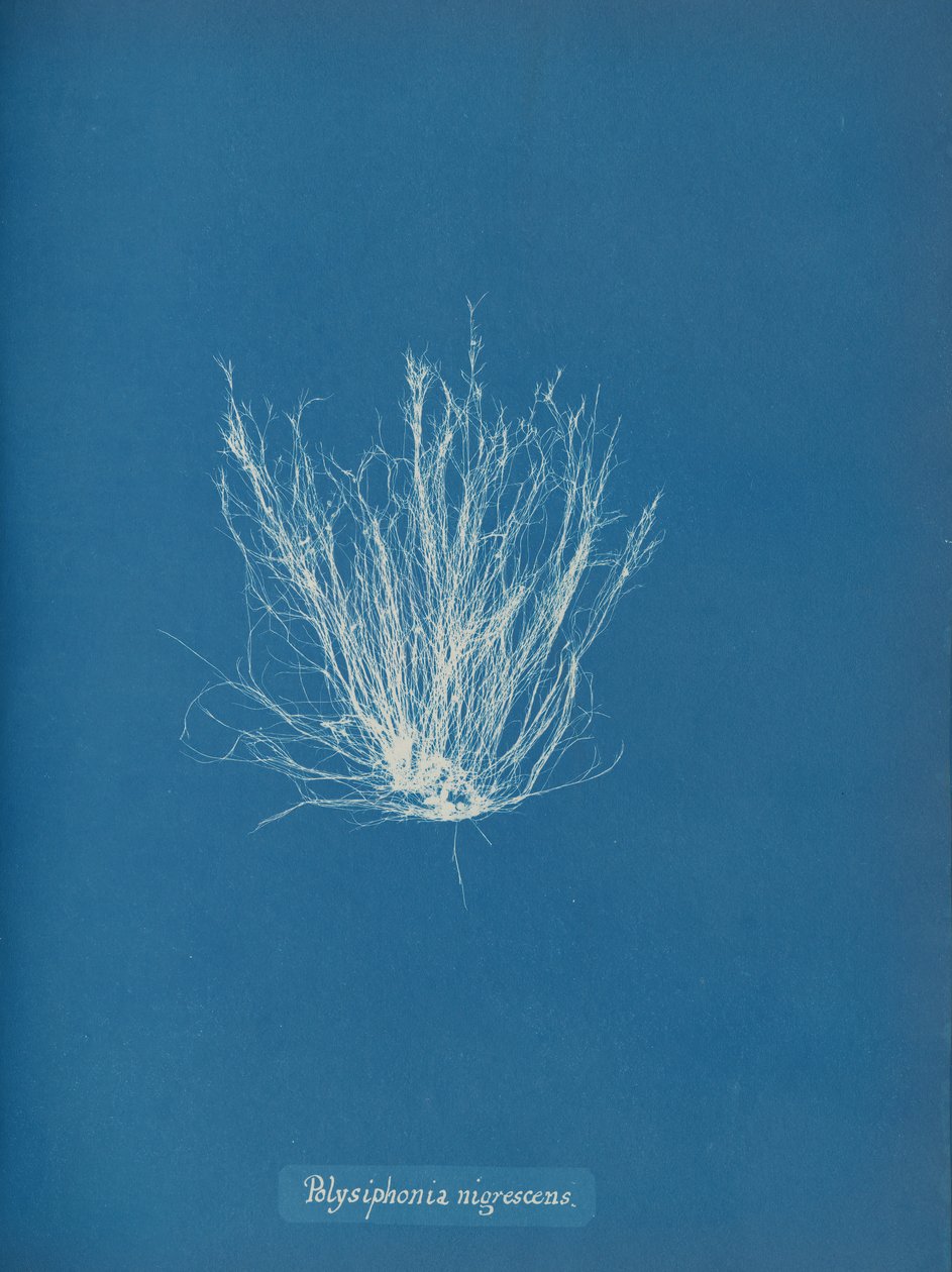 Polysiphonia nigrescens, ca. 1853 door Anna Atkins