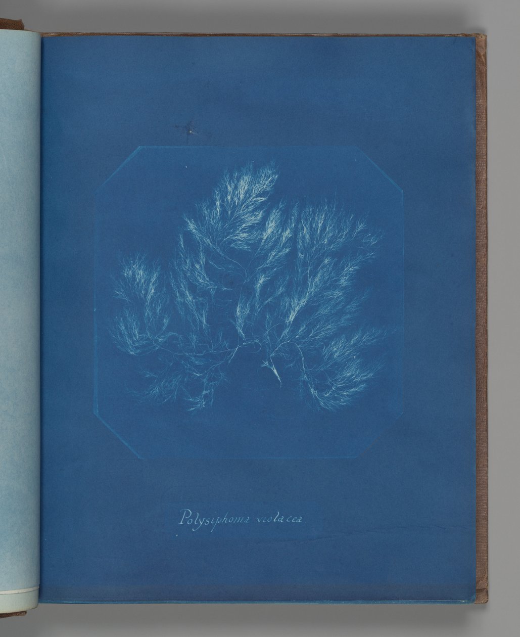 Polysiphonia violacea door Anna Atkins