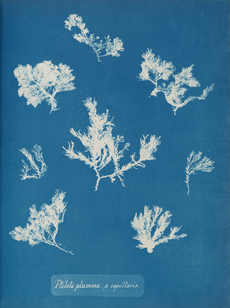 Ptilota plumosa. ß capillaris, ca. 1853 door Anna Atkins