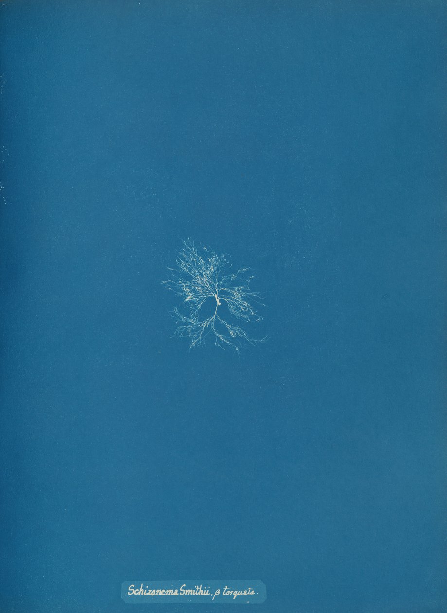 Schizonema Smithii, ß torqata, ca. 1853 door Anna Atkins