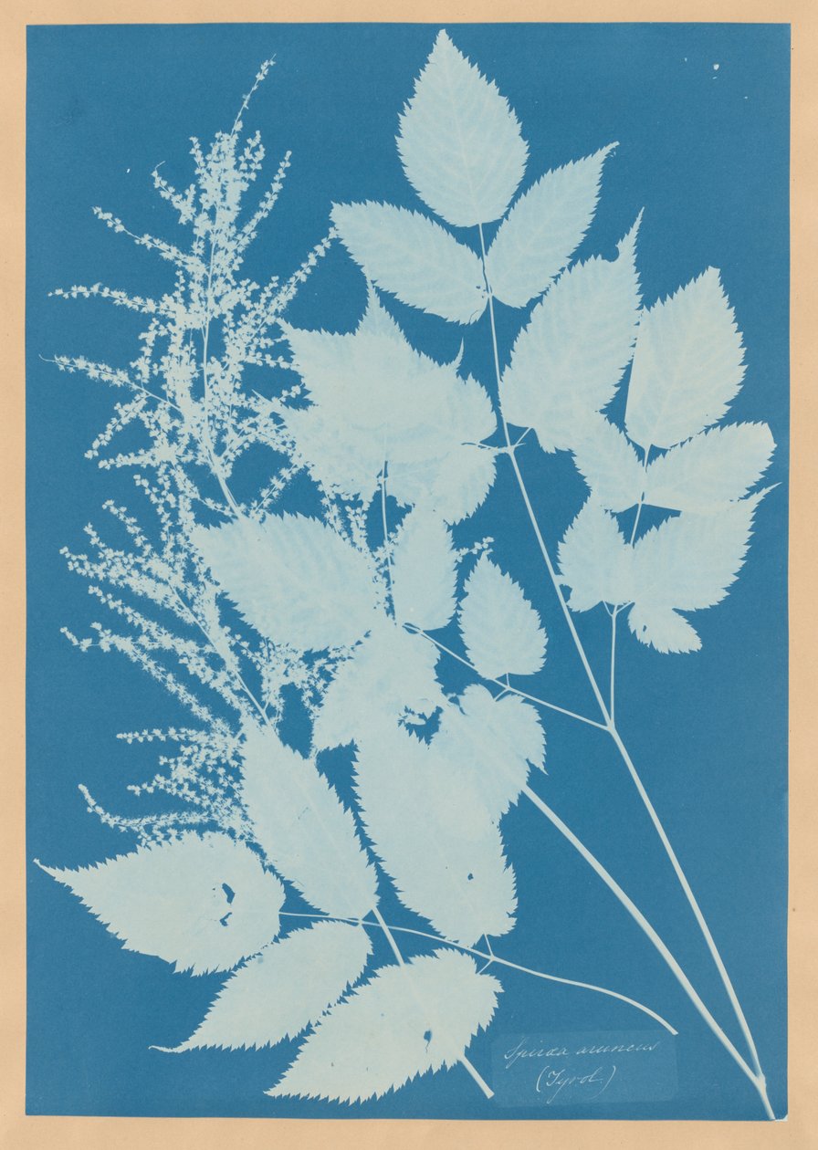 Spiraea aruncus (Tirol) door Anna Atkins