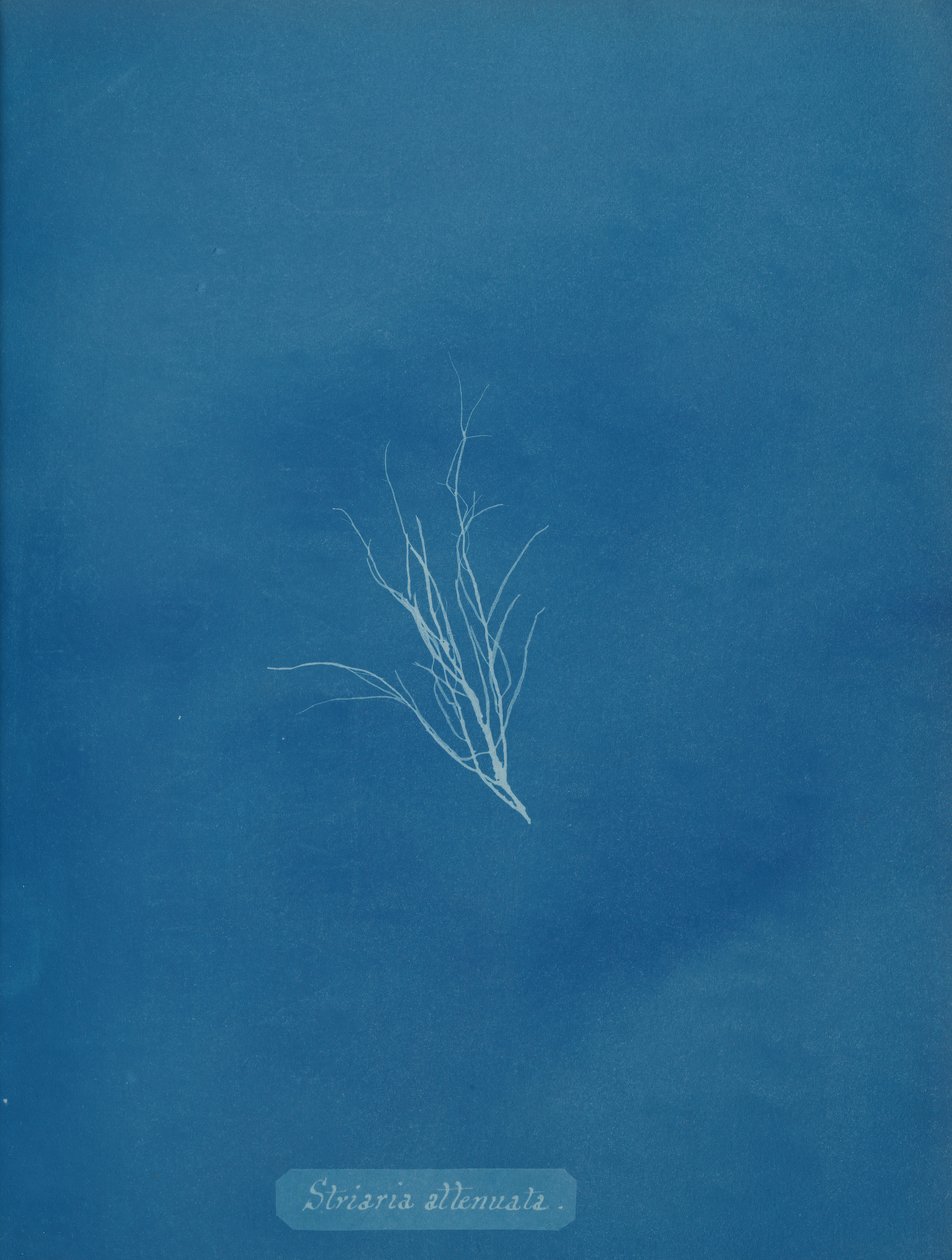 Striaria attenuata door Anna Atkins