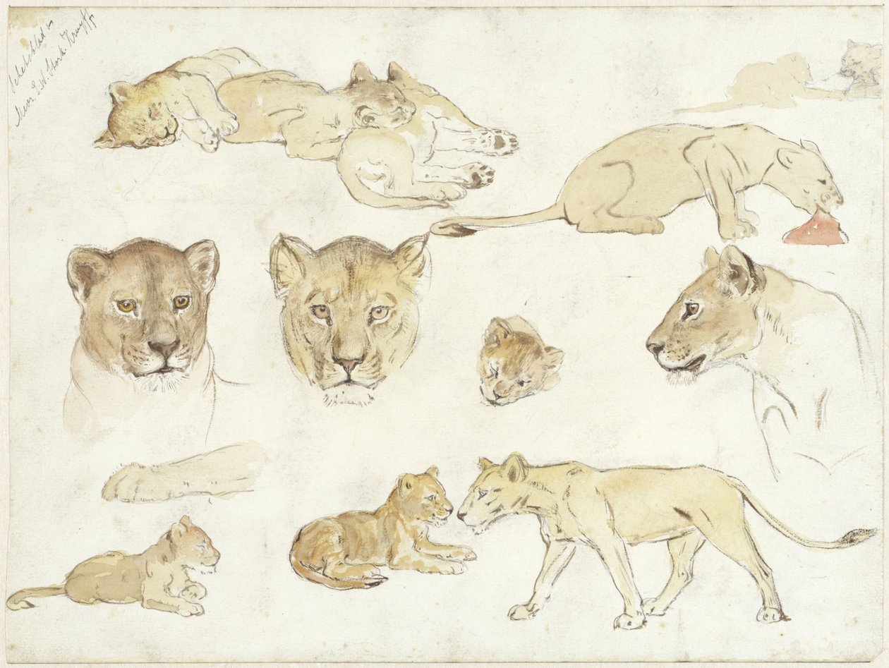Studies van leeuwen door Anna Maria Kruijff