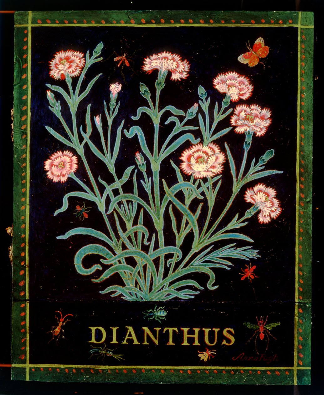 Dianthus door Anna Pugh