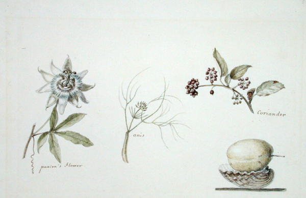 Passie bloem, anijs en koriander door Anne Marguerite Hyde de Neuville