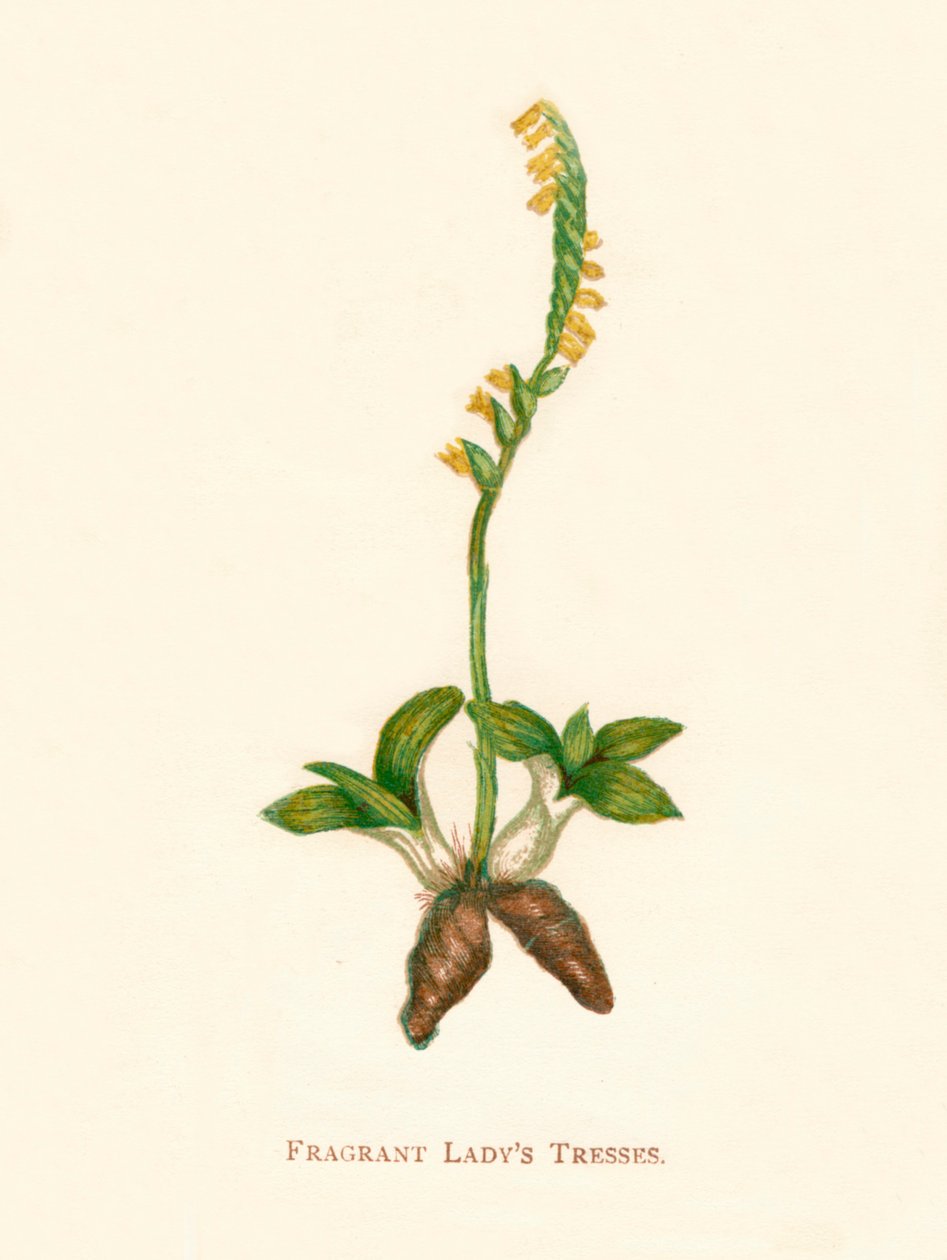 Geurige damesvlechten, ca. 1891, 1891 door Anne Pratt