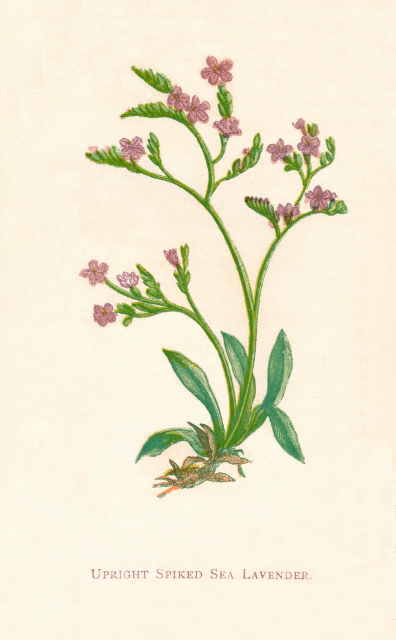 Rechte stekelige zeelavendel, ca. 1891 door Anne Pratt
