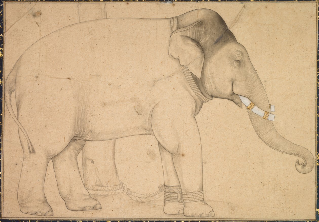 Tekening van een olifant door Anonym